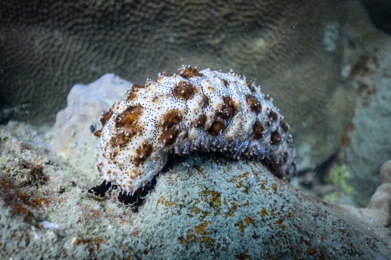 澳洲最新研究：海參可預防糖尿病