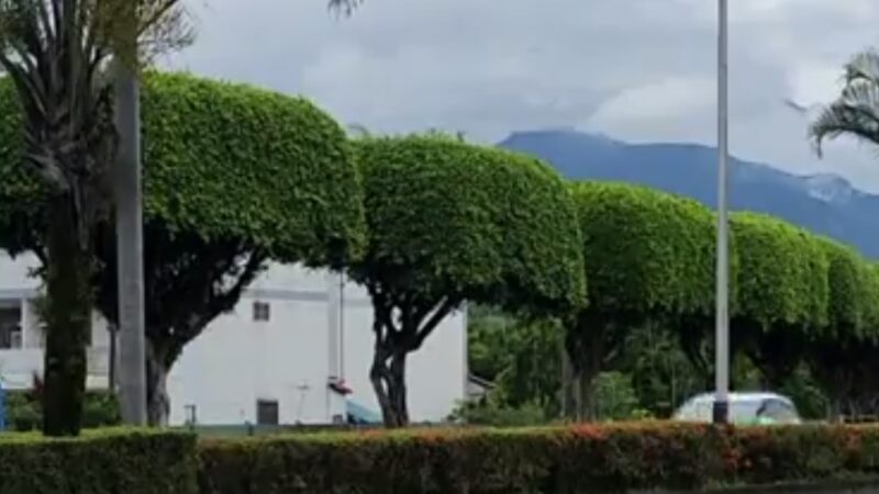 整排圆润树顶宛如“水母”民众抢拍台九线美景