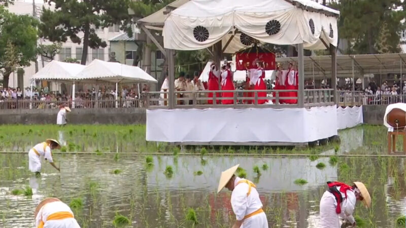 神社舉辦稻田祈豐祭 延續日本千年傳統