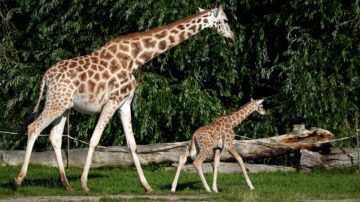 【輕鬆一刻】長頸鹿寶寶送福 英動物園慶特別父親節