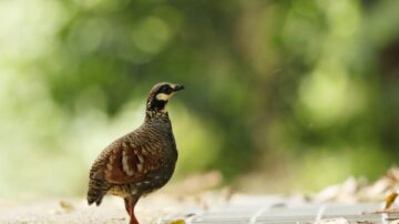 台灣山鷓鴣雛鳥掉水溝 鳥爸媽站車道旁悲鳴求助