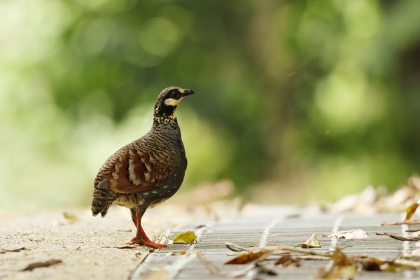 台灣山鷓鴣雛鳥掉水溝 鳥爸媽站車道旁悲鳴求助