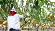 鳳梨釋迦有條件輸中 台灣果農拒走回頭路