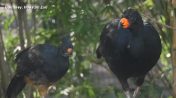 三十年首次 休斯頓動物園自然孵化肉垂鳳冠雉