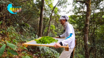 美麗心台灣：野生の張 原始山林味的山茶