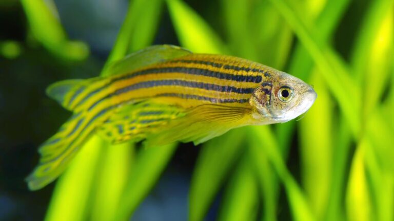 科學家找到斑馬魚傷口癒合再生的機理