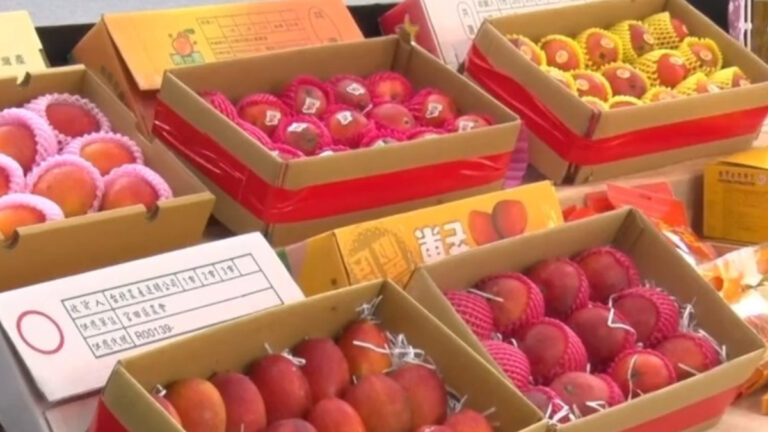 台日友好 台灣芒果再度躍上日本學生午餐