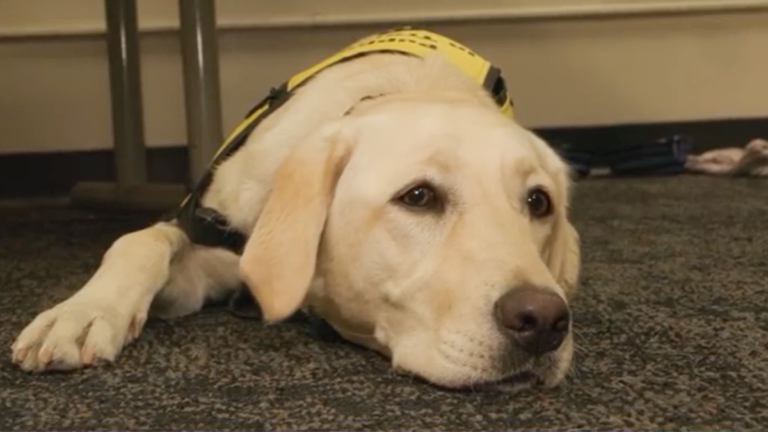 可愛拉布拉多犬警局畢業 迎接事業第二春