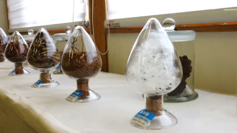 長翅膀的種子？ 嘉義樹木園展出「具翅種子」