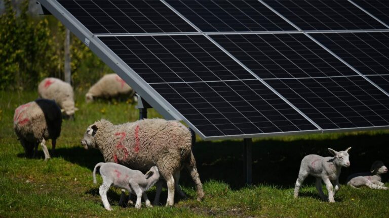 「太陽能放牧」模式展現科技與動物共存