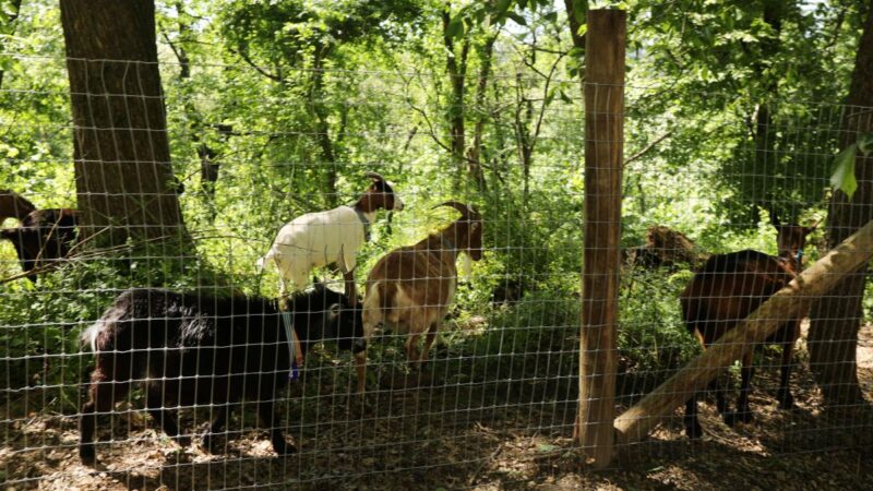 曼哈頓公園大翻新 山羊被邀請座上客