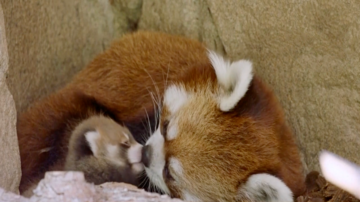 輕鬆一刻 17年來首次！聖地亞哥動物園迎小熊貓寶寶