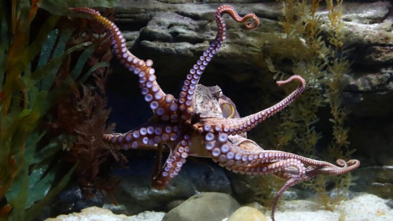 最新发现：章鱼可能也会做梦