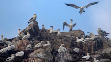 歷經禽流感 大鰹鳥強勢回歸 重建王國