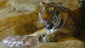 酷暑難耐 世界各地動物園解暑有妙招