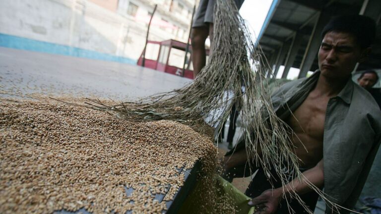 河南小麥歉收每畝只賠20元 網議：農業險保障了誰？