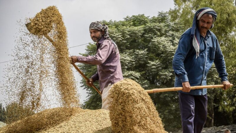 印度禁止部分稻米出口 恐致国际米价攀升