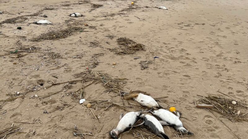 乌拉圭10天内约两千只企鹅陈尸东岸 死因成谜