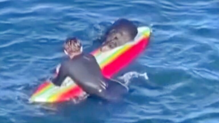 公然搶劫衝浪板 調皮慣犯海獺再度逃逸