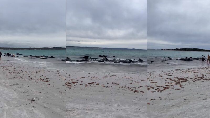 近百頭領航鯨擱淺西澳海灘 51頭死亡、46頭搶救中