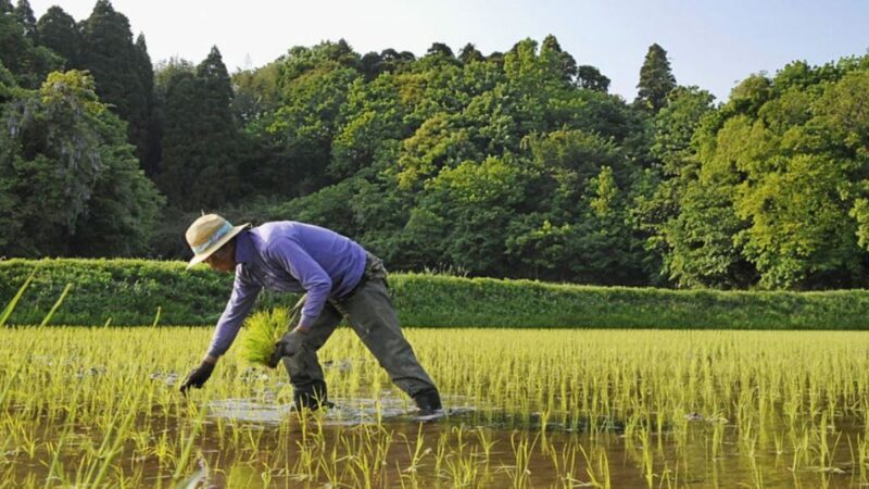 日媒：粮食自给率低 若台海有事半数日本人恐饿死