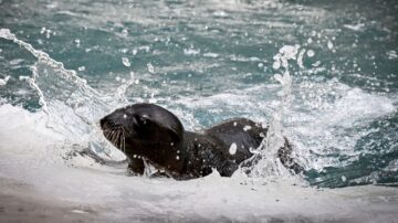 獲救海獅終康復 重返大海卻遲疑 融化硬漢心