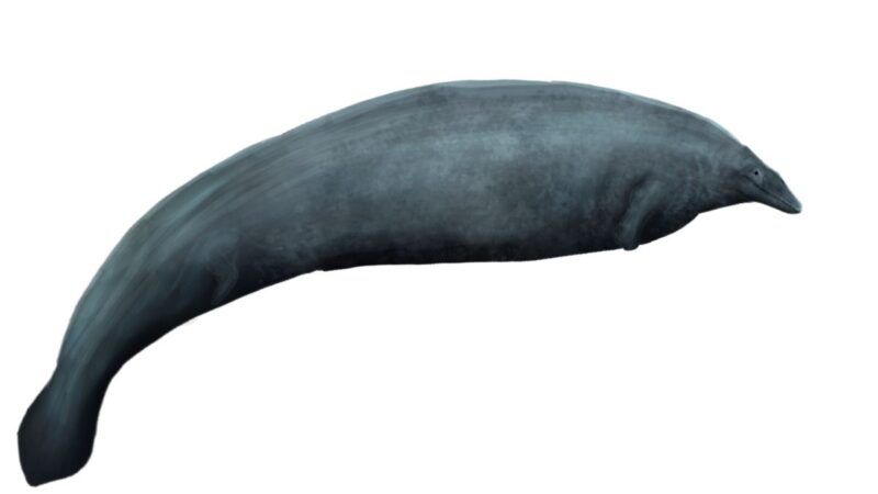 秘鲁出土远古巨鲸重340吨 或成史上最重动物