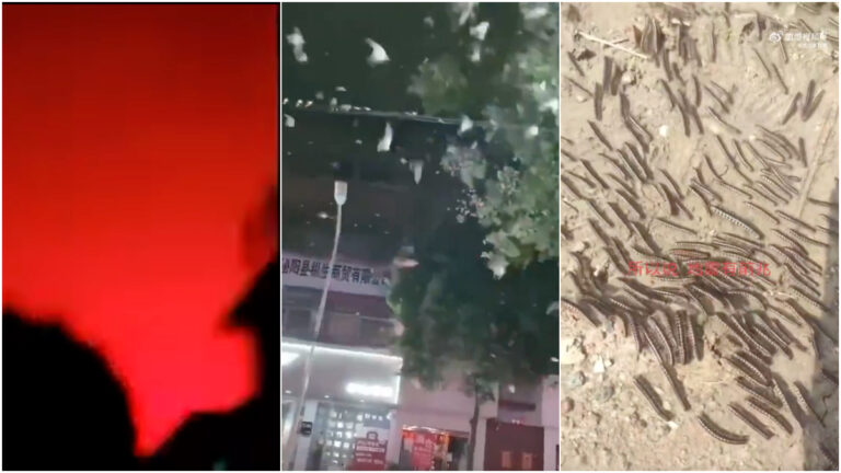 平原地震異象：紅光 燕子亂飛 蟲子滿地爬 （視頻）
