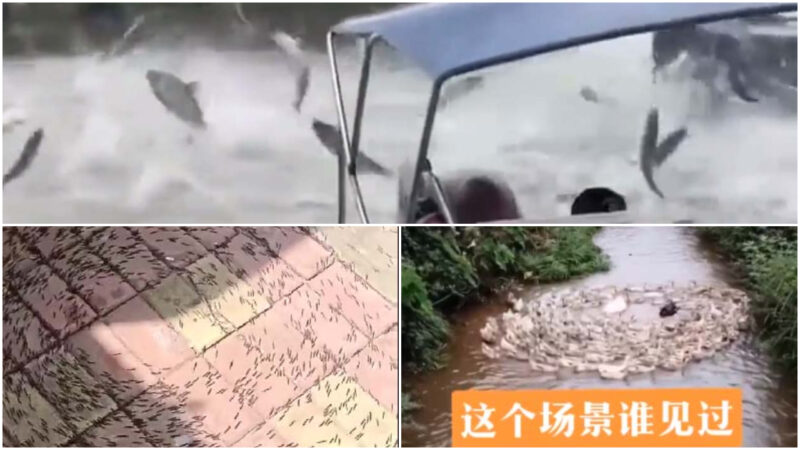 魚群躍出水 蟲群轉圈 中國各地異象紛呈（視頻）