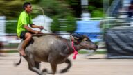 泰国水牛大赛 比速度耐力 更比激情
