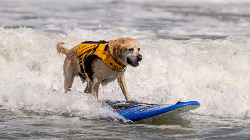 世界狗狗衝浪賽加州登場 萌翻上千觀眾
