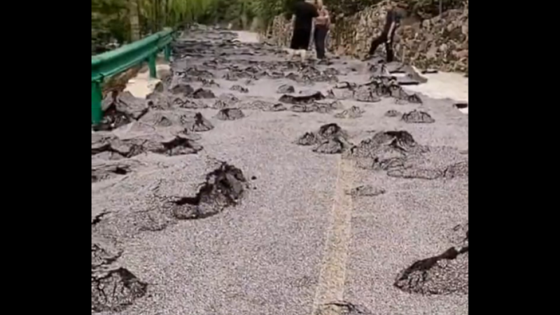 中国异象频现 蝙蝠白天群出 河北石头长芽（视频）