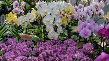 纽约皇后区植物园“台湾兰花世界” 930盆兰花荟萃展