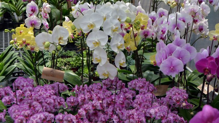 紐約皇后區植物園「台灣蘭花世界」 930盆蘭花薈萃展