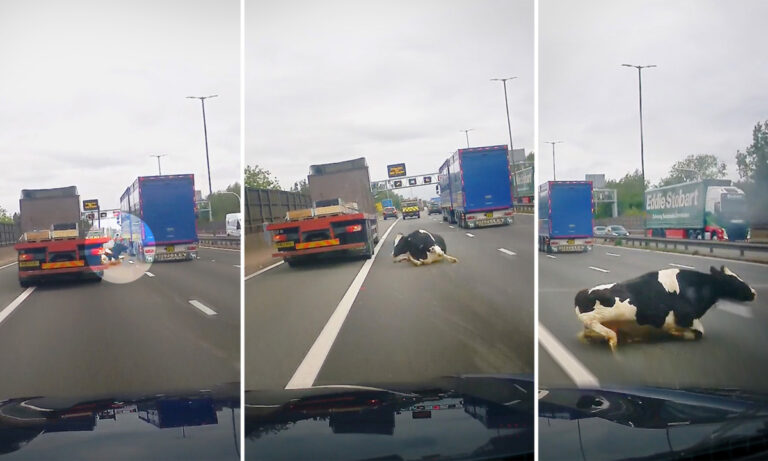 驚險！行車記錄儀抓拍高速路奶牛墜車瞬間