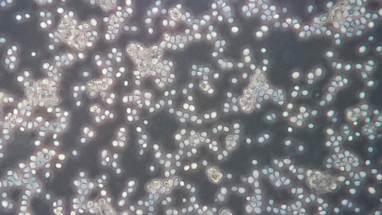 生物工程酵母將農業廢棄物變「黃金」