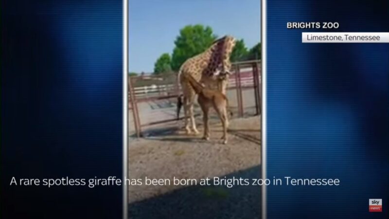 田纳西动物园诞下无网纹长颈鹿 全球逾50年首见