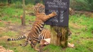 倫敦動物園稱重量高 老虎變乖巧 猩猩太調皮