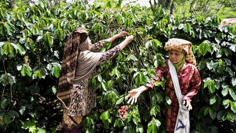 印尼咖啡豆因降雨銳減 恐再受乾旱衝擊