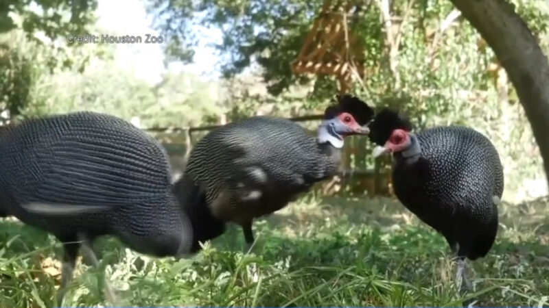 三隻非洲珍珠雞首次在休斯頓動物園亮相