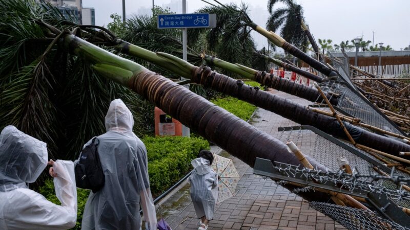 組圖：蘇拉颱風超猛 香港大樹倒一片多位明星家漏水