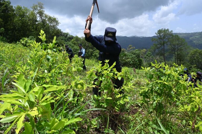 尋找替代作物 哥國目標4年鏟除10萬公頃古柯