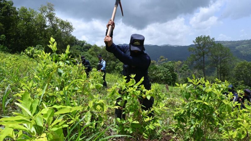 寻找替代作物 哥国目标4年铲除10万公顷古柯