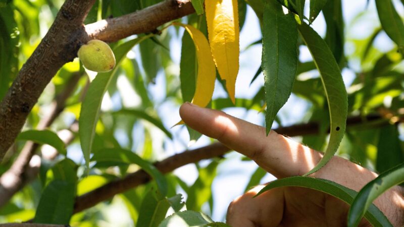 传授经验赠果苗 南加台湾蔬果嘉年华将登场