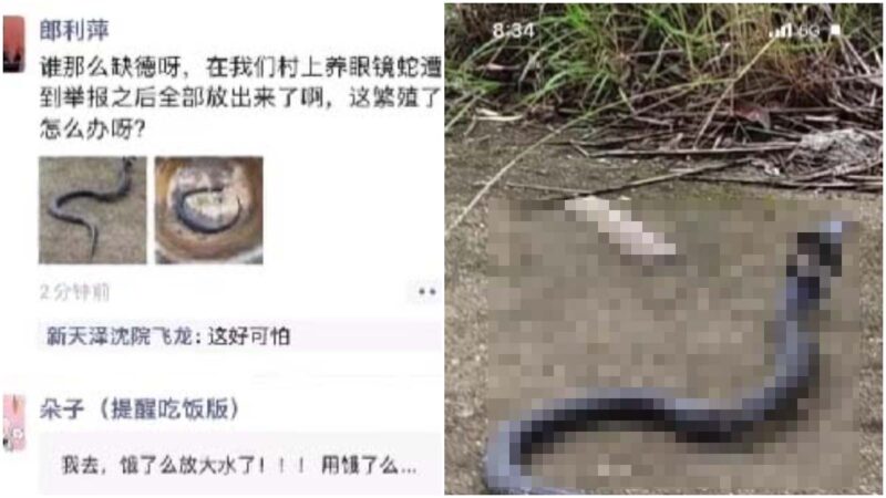傳浙江村民養眼鏡蛇被舉報 放生千條爬滿村 (慎入)
