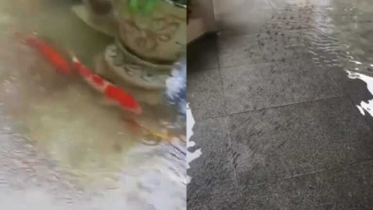 廣州暴雨賓館淹水 2萬一條的錦鯉集體出逃（視頻）