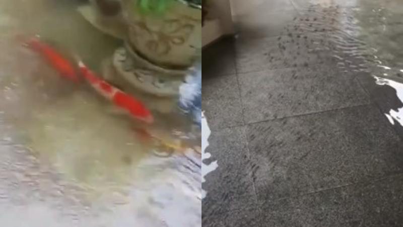 廣州暴雨賓館淹水 2萬一條的錦鯉集體出逃（視頻）