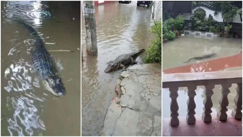 传广州洪水冲破鳄鱼公园 市区多处现鳄鱼（视频）