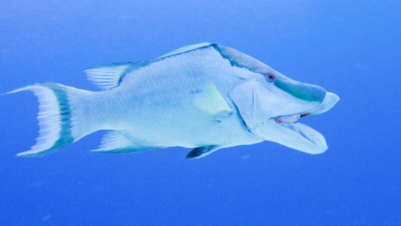 科學家發現「豬魚」可用皮膚「觀察」環境