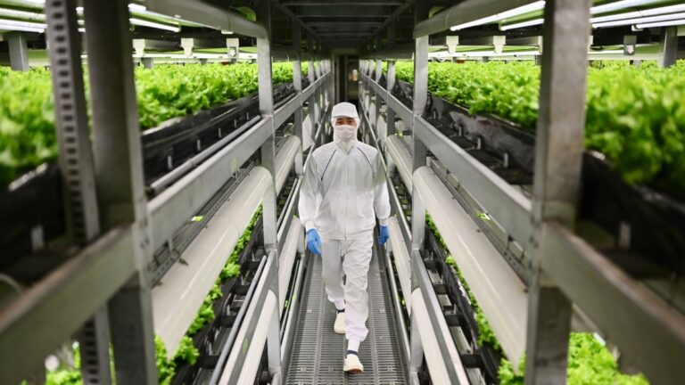 垂直農業榮光不再？業者：機遇與挑戰同在